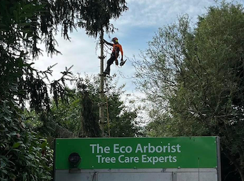 Aerial tree cutting in Bedfordshire