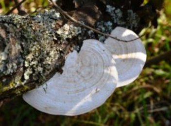 Tree Disease Control in Welwyn Garden City